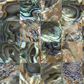 SOLID SHELL TILE - NZ ABALONE PAUA NATURAL - SQUARE - 15*15/300*75MM