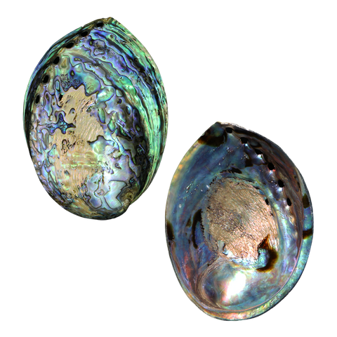 NZ Abalone Paua - Polished Lacquer Coated