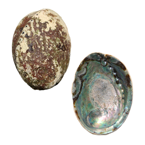 NATURAL SHELL - PAUA - SUPREME - RAW (150-165MM)