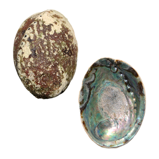 NATURAL SHELL - PAUA - SUPREME - RAW (150-165MM)