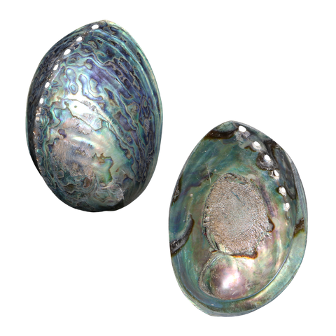 NZ Abalone Paua - Fine Ground - Jewellery Making