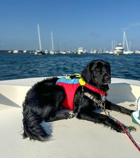 FIDO Dog Floatation Vests