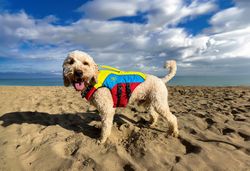 Colourful new Spinlock FIDO: the stylish, comfortable way to keep pets safe