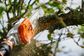 HTA135 Pole Pruner Skin 12" (AP)