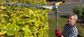 SSHFLU Long Hedge Trimmer Attachment