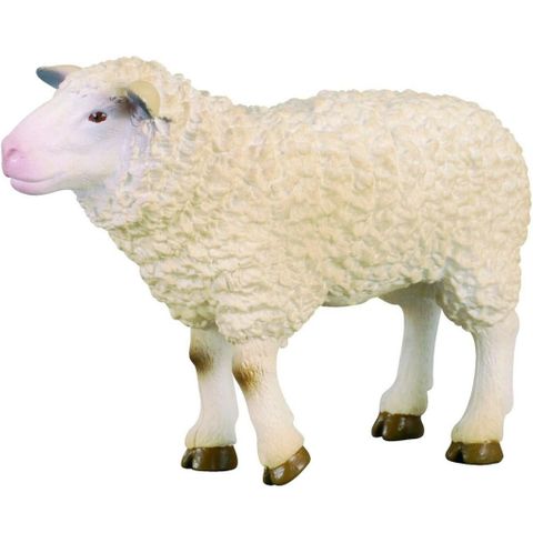 Sheep - CO88008