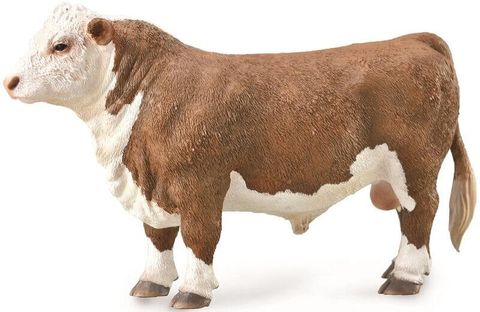 Polled Hereford Bull - CO88861