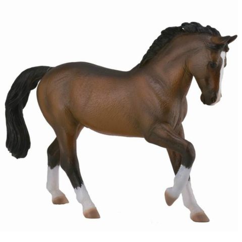 Bay Warmblood Stallion - CO88827