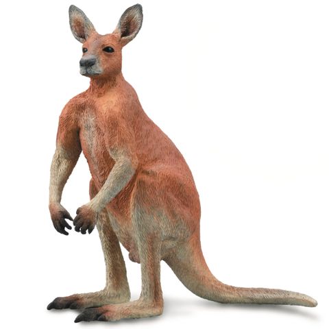 Red Male Kangaroo - CO88942
