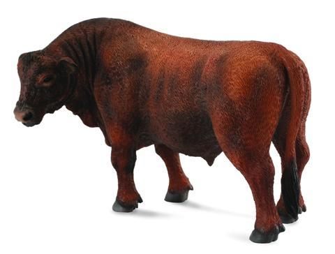Red Angus Bull - CO88508