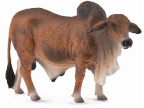 Red Brahman Bull - CO88599