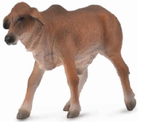 Red Brahman Calf - CO88601