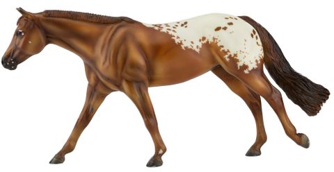 Traditional Choclatey Appaloosa - TBT1842