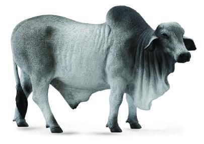 Brahman Bull - CO88579