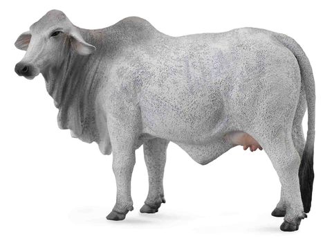 Grey Brahman Cow - CO88580