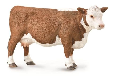 Hereford Cow - CO88860