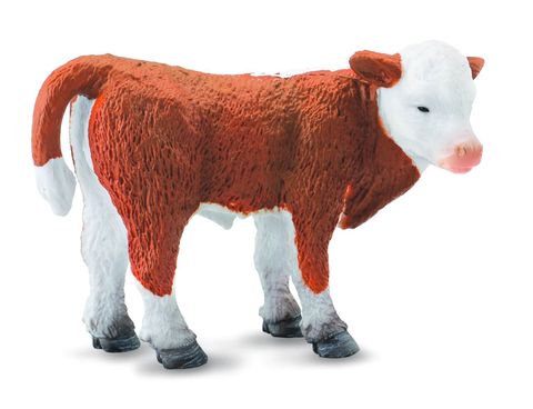 Hereford Calf Standing - CO88236