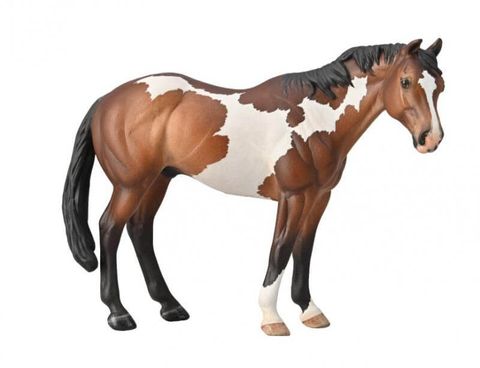 Appaloosa Stallion Bay Overo Paint - CO88956