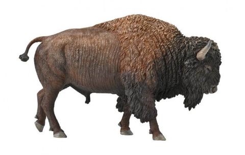 American Bison - CO88968