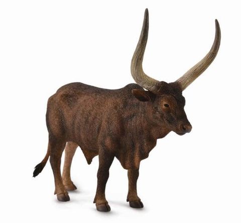 Ankole-Watusi Bull - CO88648