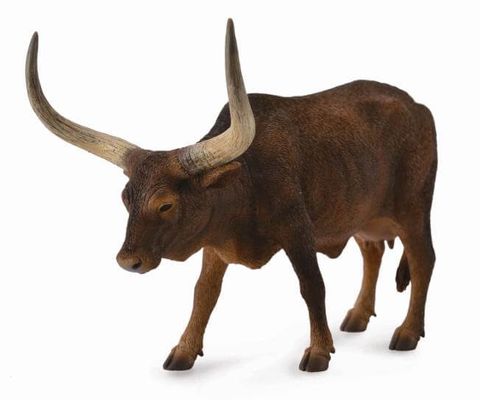 Ankole-Watusi Cow - CO88649