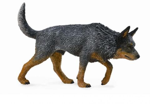 Australian Cattle Dog - CO88672