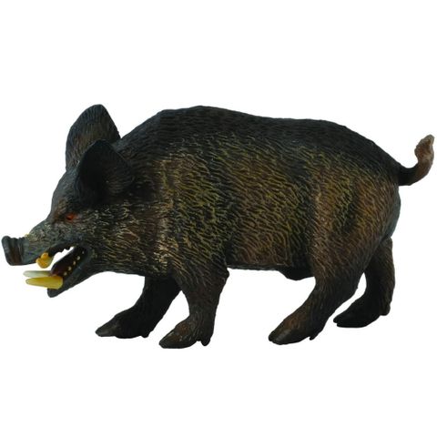 Wild Boar - CO88363
