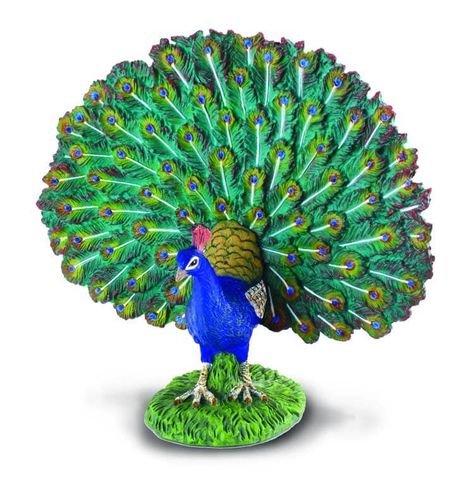 Peacock - CO88209