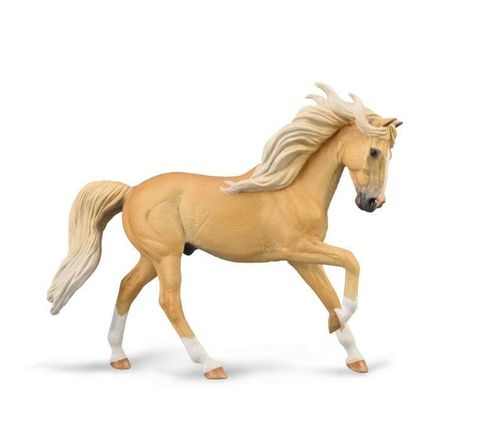 Andalusian Stallion - CO88984