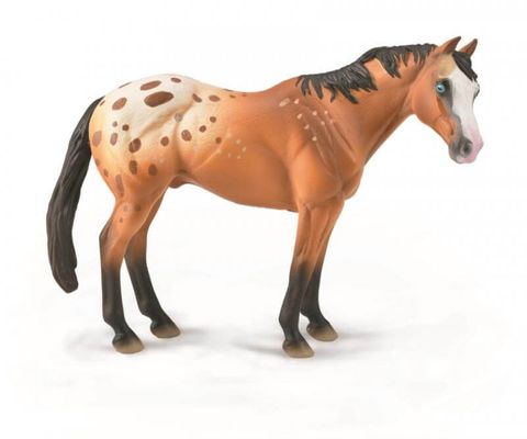 Appaloosa Stallion - CO88933