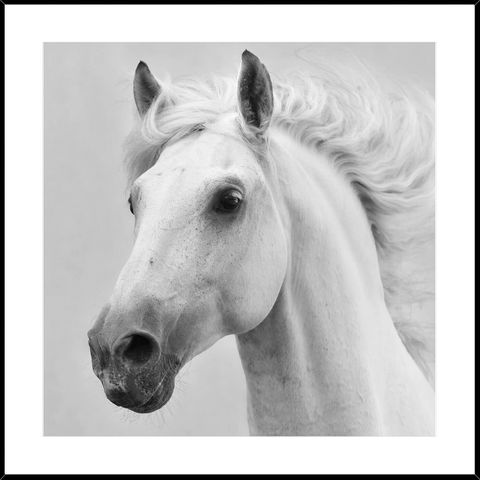 White Horse Picture - FVD571