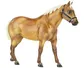 Traditional Breeds Quarter Horse - TBT430052