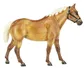 Traditional Breeds Quarter Horse - TBT430052