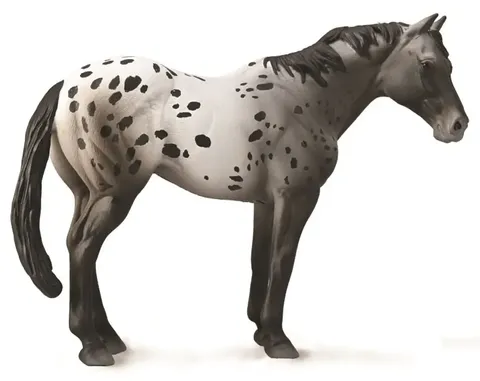 Appaloosa Blue Roan - CO88947