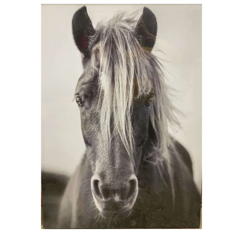 Black & White Horse Canvas - CANVHOR