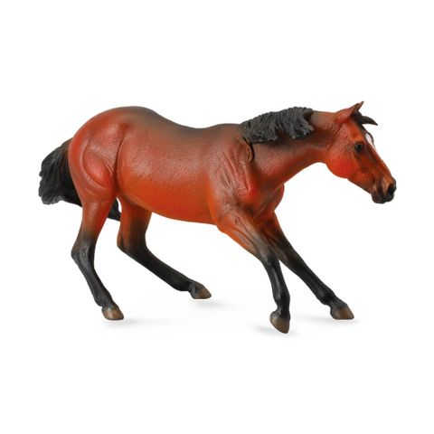 Bay Quarterhorse Stallion - CO88584