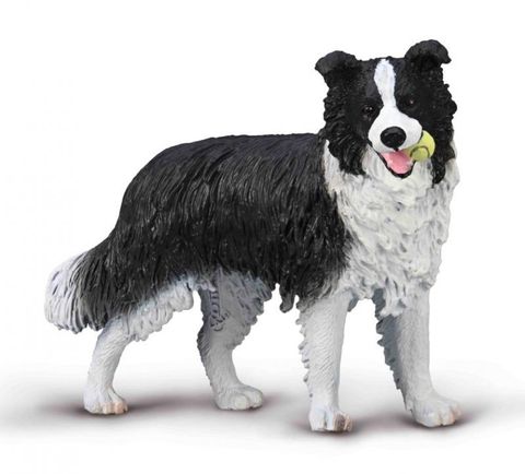 Border Collie - CO80012