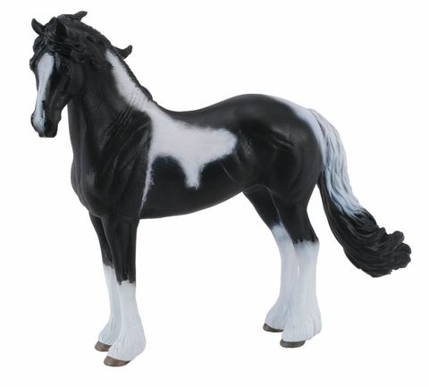 Barock Pinto Stallion - CO88438