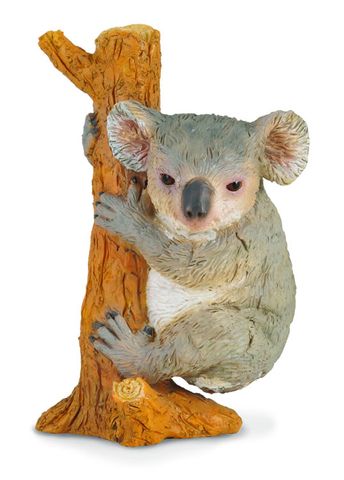 Koala Climbing - CO88356