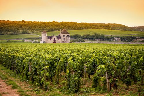 Fun Facts about Burgundy