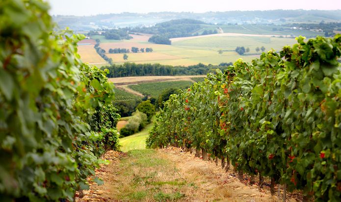 Madiran vineyards Brumont