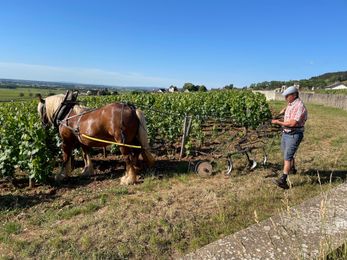 Volnay 2