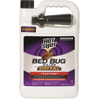 Bed Bugs