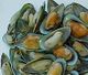 MUSSELS