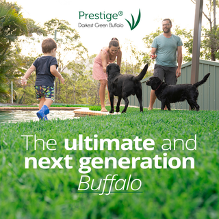 PRESTIGE BUFFALO TURF