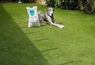 4 PAWS PET GRASS 30MM X 3.71 SNG