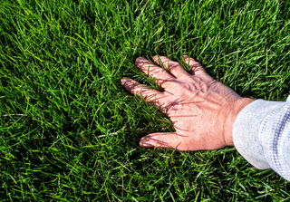 TALL FESCUE TURF