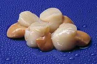 Scallops