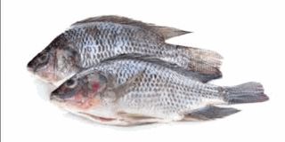 Tilapia GGS 600/800gm