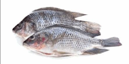 Tilapia GGS 600/800gm